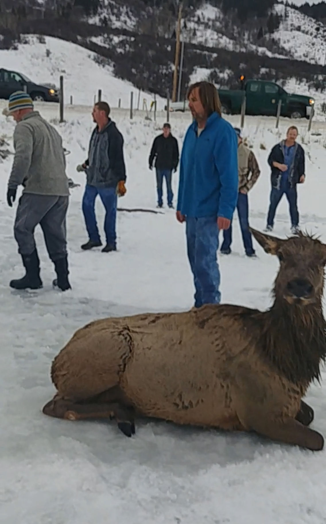 Elk rescue